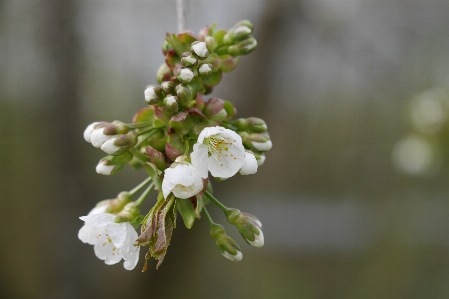 Tree nature branch blossom Photo