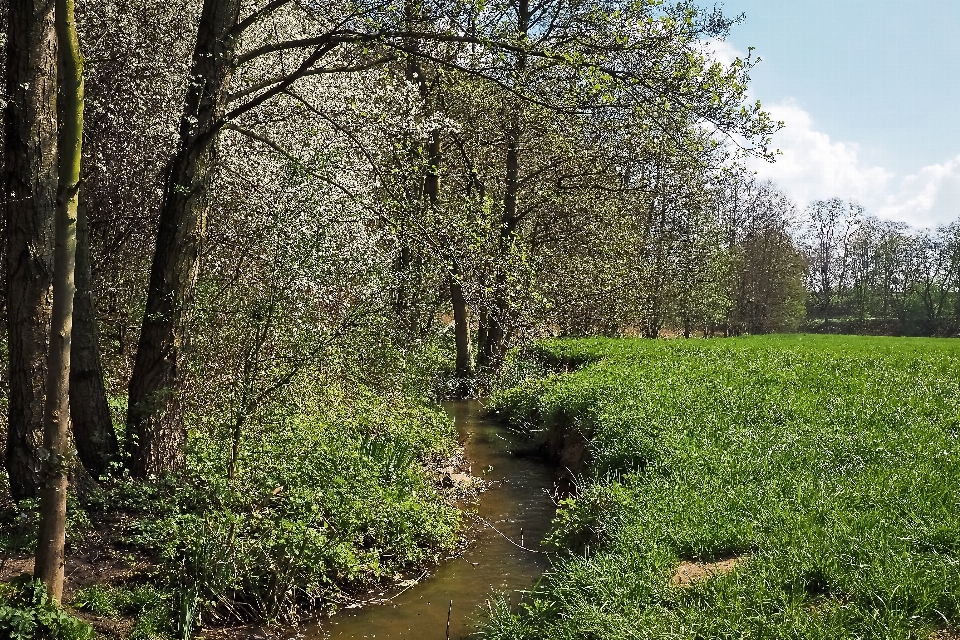 Paesaggio albero acqua natura