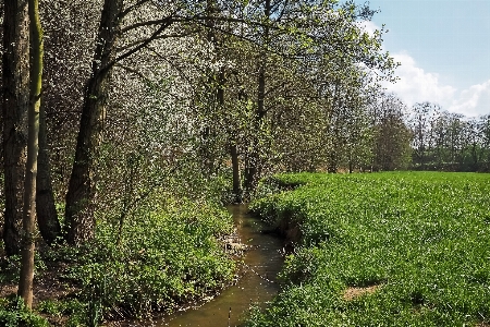 Landscape tree water nature Photo