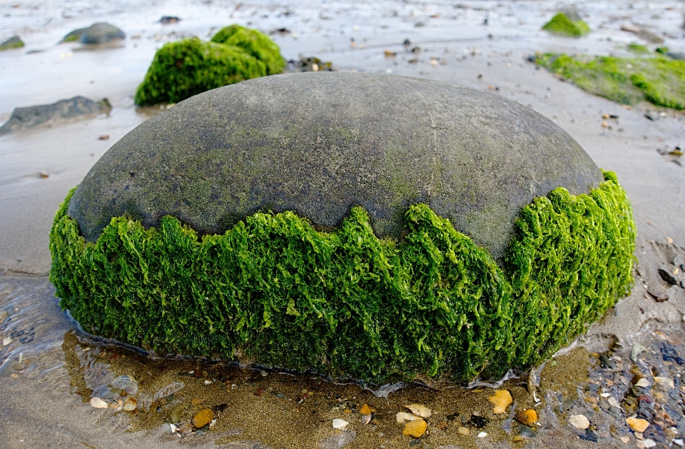 海滩 海岸 树 水