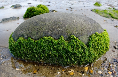 Foto Praia costa árvore água