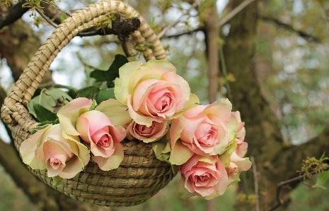 Tree branch blossom plant Photo