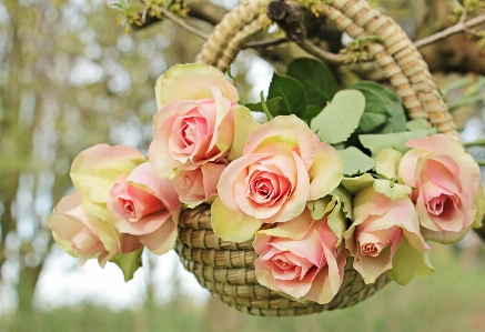 Tree branch blossom plant Photo