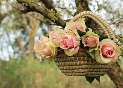 Tree branch blossom plant Photo