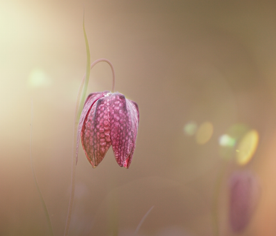 Natur blüte bokeh
 anlage