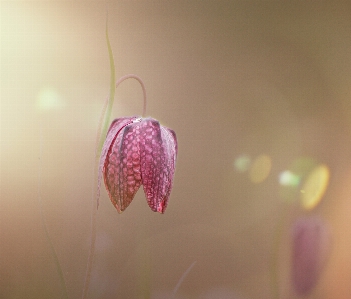 Nature blossom bokeh plant Photo