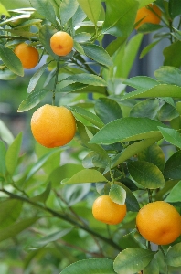 Branch plant fruit flower Photo