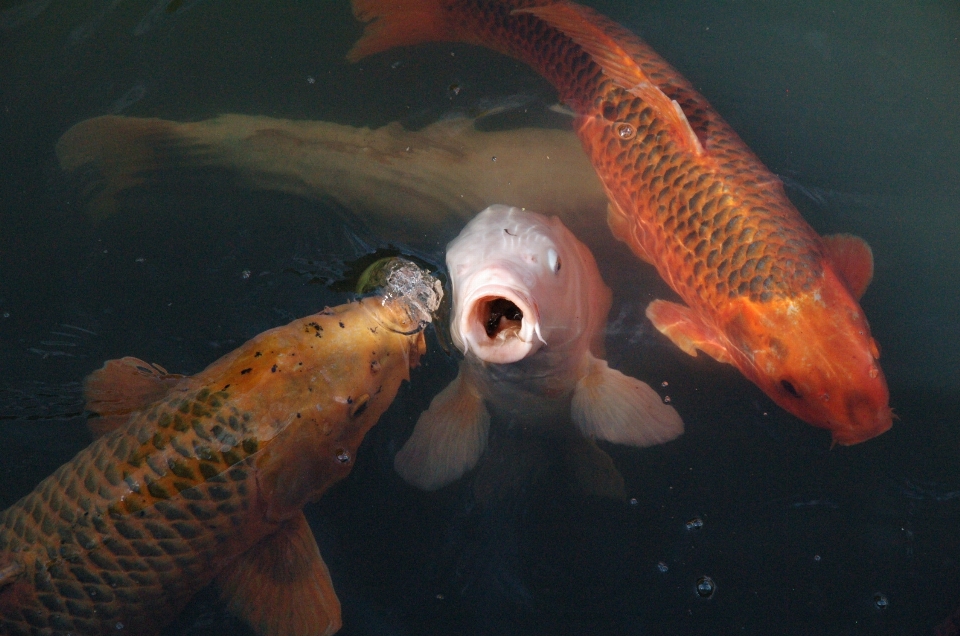 Water biology fish goldfish