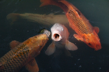 水 生物学 魚 金魚
 写真