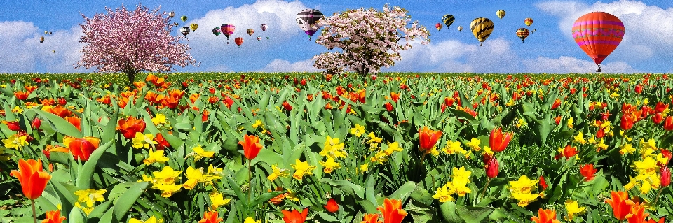 Natura fiore pianta cielo