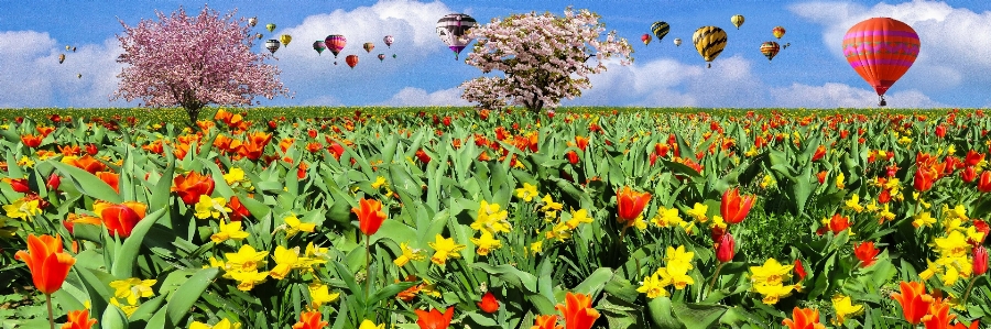 Foto Natura fiore pianta cielo