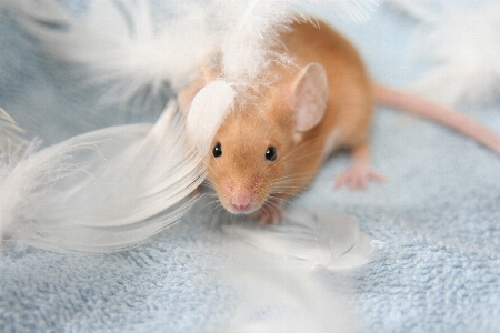 Sky mouse animal cute Photo