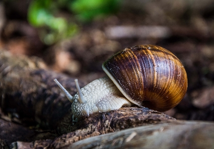 Foto Alam margasatwa reptil menutup