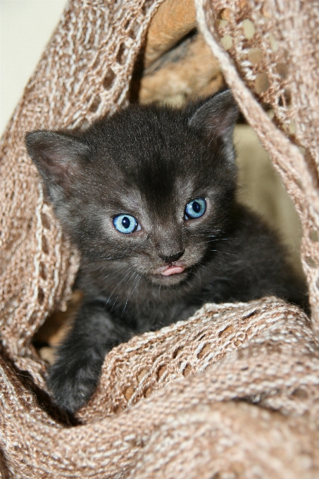 Cute pet fluffy kitten