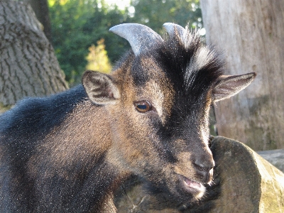 Nature farm kid cute Photo