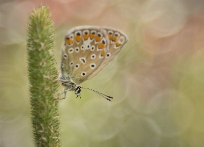 Nature grass wing bokeh Photo