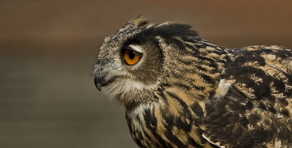 Natur vogel flügel tier Foto