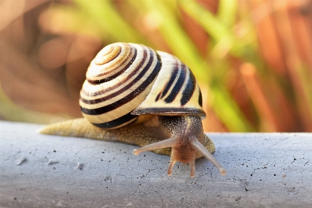 Foto Alam fotografi spiral satwa