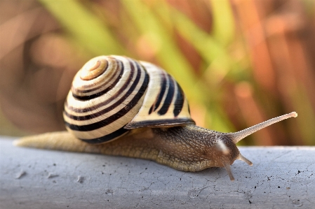 Natur spiral- tier tierwelt Foto