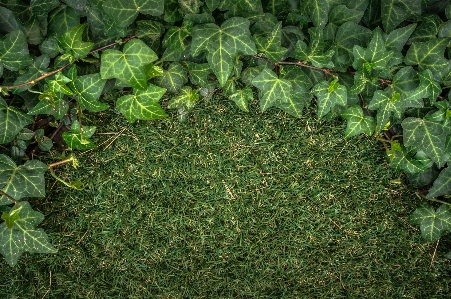 自然 草 概要 植物 写真