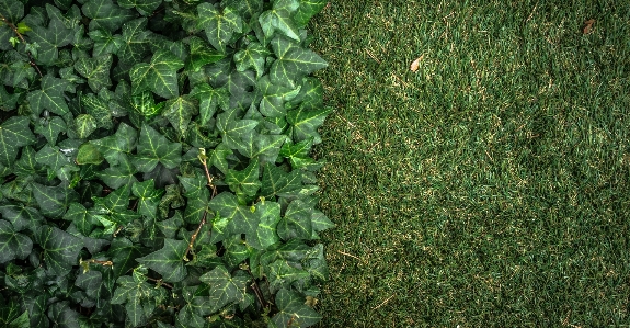 Nature grass abstract plant Photo