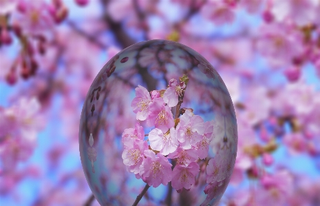 Branch blossom plant leaf Photo