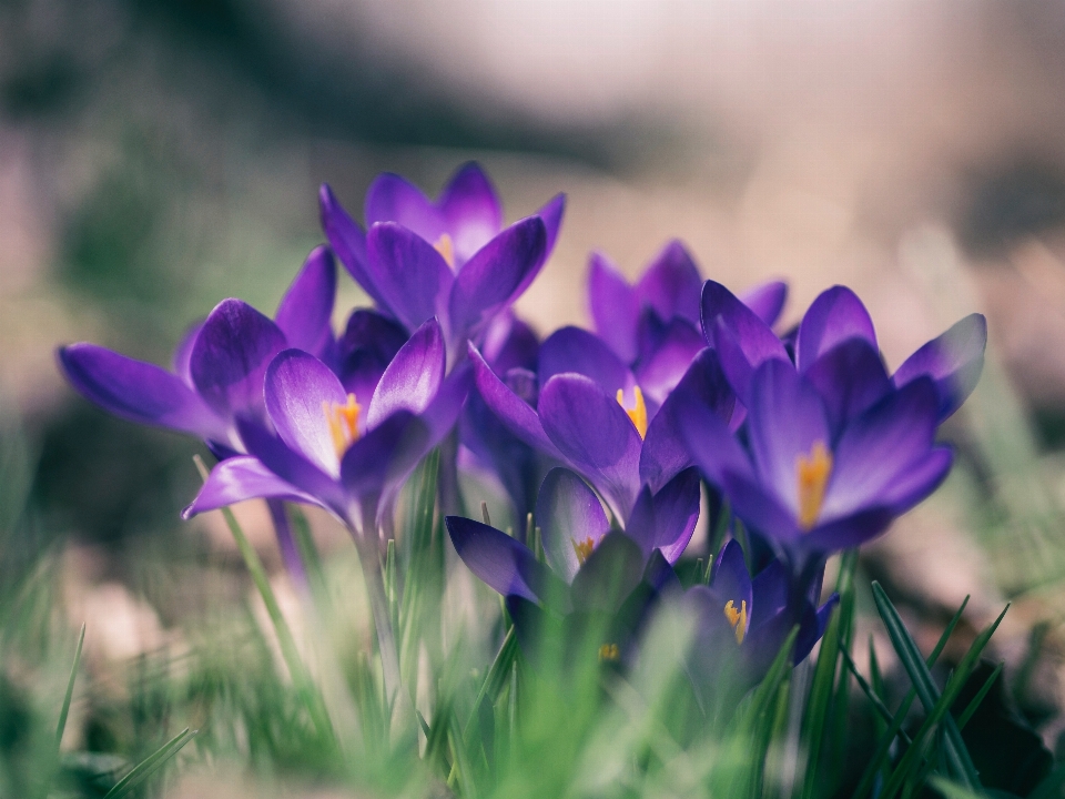 Natur blüte anlage blume