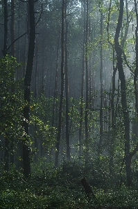 Tree nature forest swamp Photo