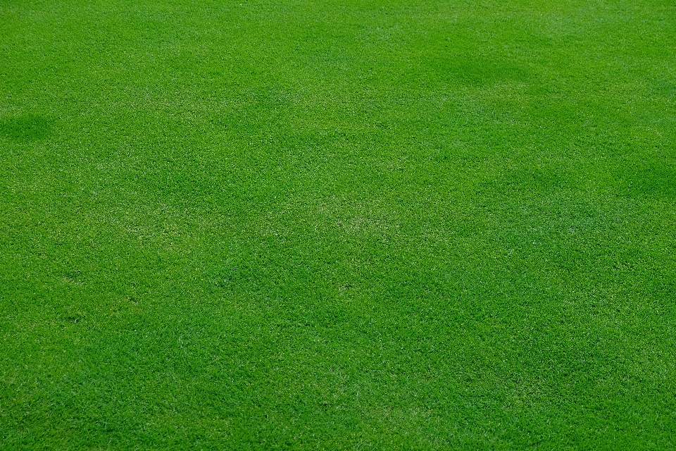 草 植物 分野 芝生