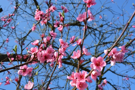 Branch blossom plant flower Photo