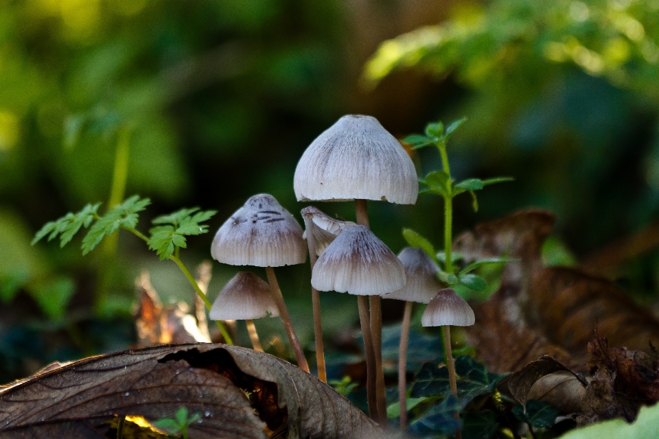 Baum natur wald licht