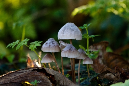 Foto árvore natureza floresta luz