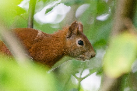 Foto Natureza grama doce animais selvagens