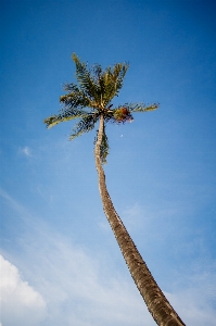 Tree nature branch cloud Photo