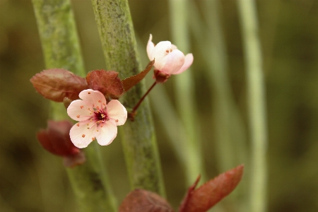 Nature branch blossom plant Photo