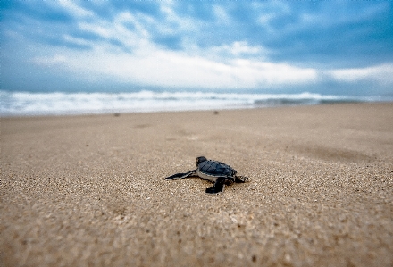 Beach sea coast sand Photo