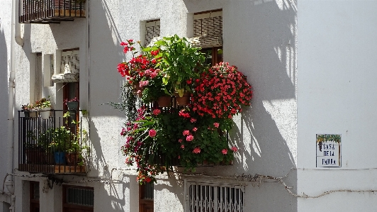 Nature architecture structure plant Photo