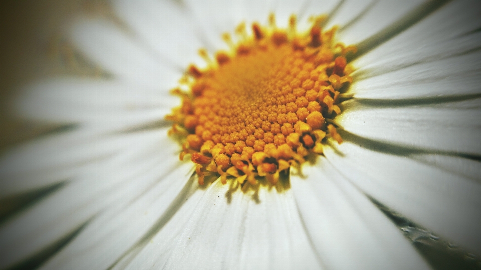 Naturaleza planta blanco fotografía