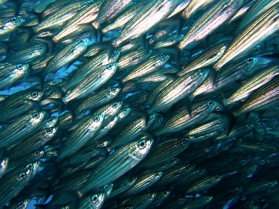 Wing diving underwater pattern Photo