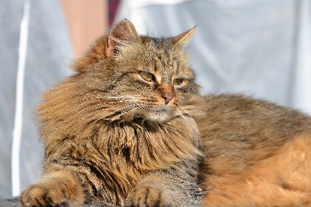 Foto Animale gatto mammifero fauna