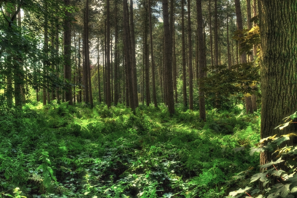 Arbre forêt région sauvage
 piste