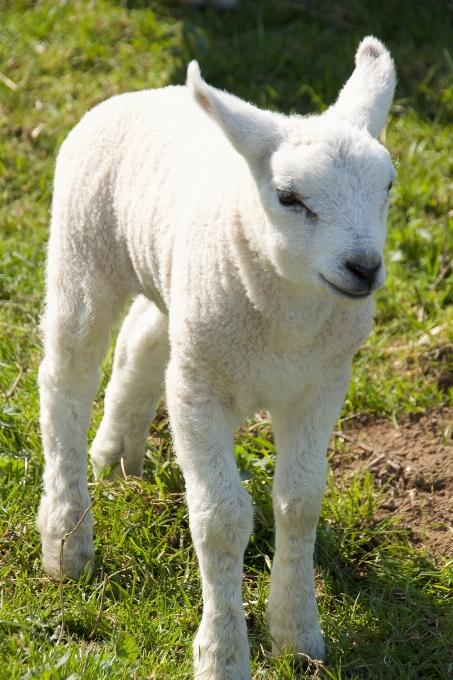 Césped animal joven primavera