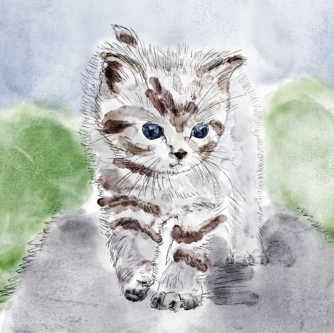 Chaton chat mammifère aquarelle