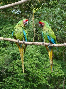 Foto Pássaro selva bico fauna