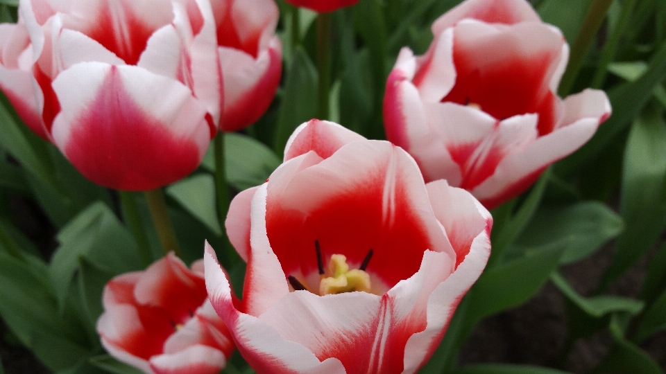 Naturaleza planta flor pétalo