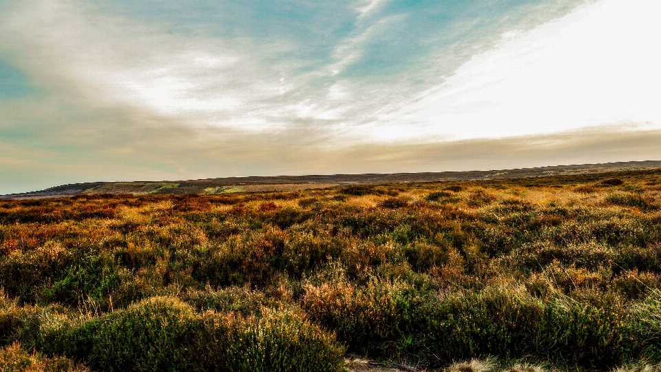 Krajobraz wybrzeże drzewo natura