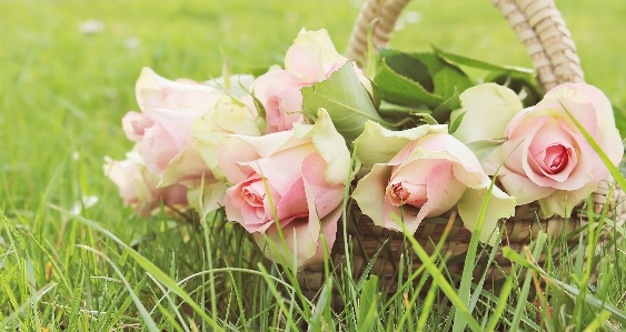 Blossom plant meadow sweet Photo