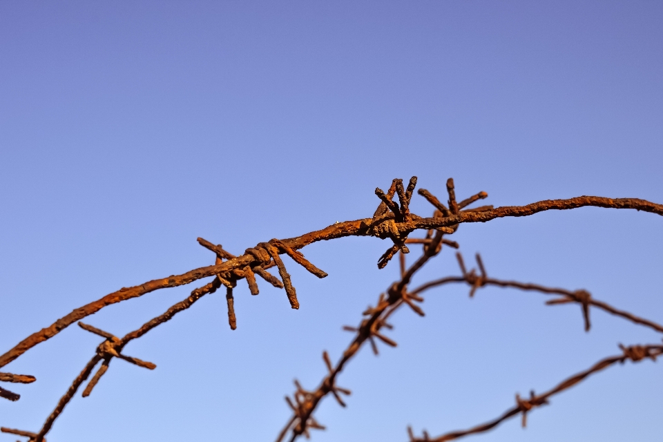 Arbre nature herbe bifurquer