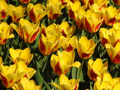 Nature blossom plant field Photo