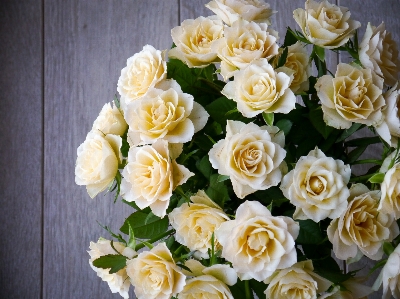 Blossom plant white flower Photo